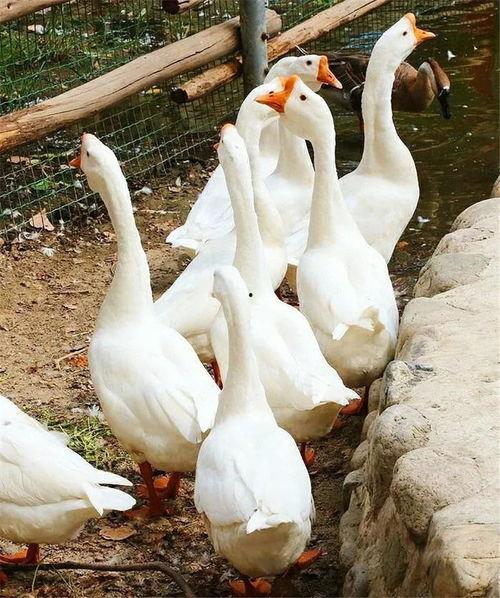 吃瓜北极鹅,揭秘极地萌物的生活趣事