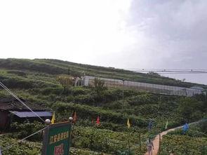 临安吃瓜群众事件