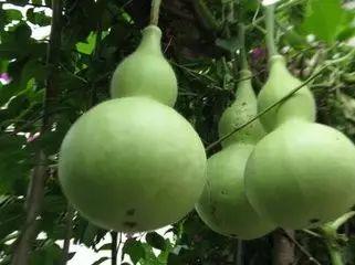 吃葫芦可以吃瓜吗,一物多食的奇妙之旅