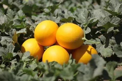 看上帝吃的瓜,揭秘上帝的神秘瓜宴