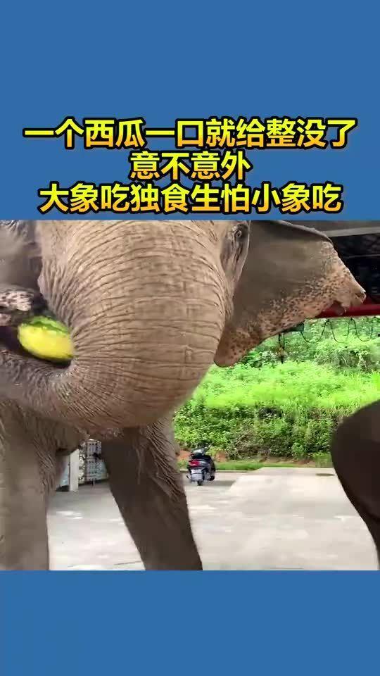 小象吃瓜和大象吃瓜,瓜果盛宴中的趣味对比