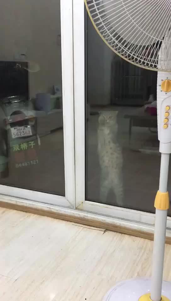 无影爪猫咪吃瓜