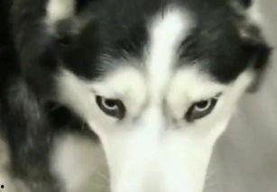 哈士奇坐等吃瓜,诠释宠物界的“懒人哲学”