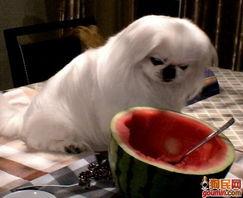 京巴瓜怎么吃,解锁美味新境界