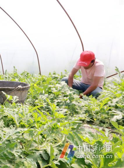 宁波中介吃瓜,揭秘行业“吃瓜”背后的真相