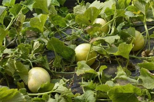 旅游吃的瓜,跟随旅游瓜果品味各地风情