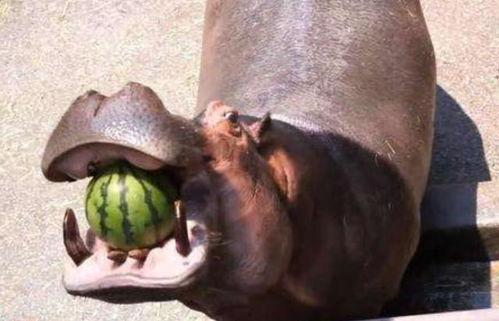 河马吃瓜视频声控,趣味横生短视频走红网络