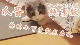 大型猫吃瓜现场,揭秘喵星人的娱乐生活