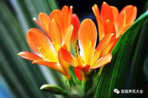 吃瓜君子兰,绿色植物中的“清凉使者”