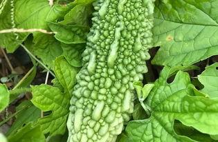 吃瓜碎片,吃瓜群众眼中的明星幕后故事