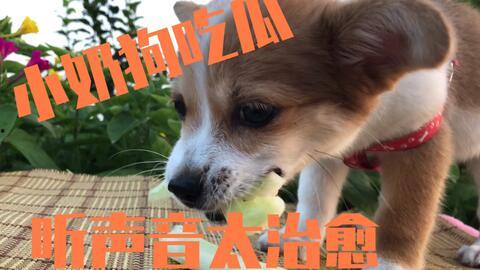 吃狗能吃瓜,探寻饮食文化的交融与冲突