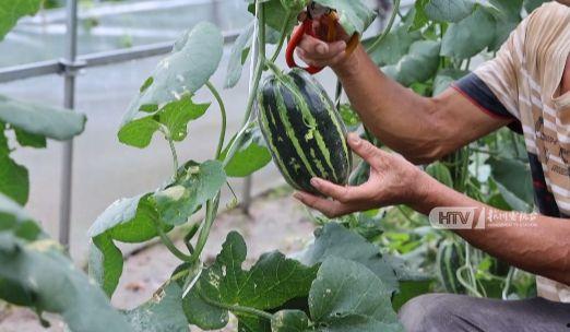 杭州在线吃瓜群众,吃瓜群众热议，揭秘网络热点背后的故事