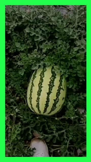 吃瓜基地全部,一场全民参与的狂欢盛宴