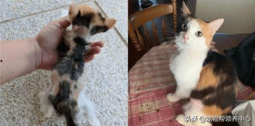 狗血吃瓜黄毛后续