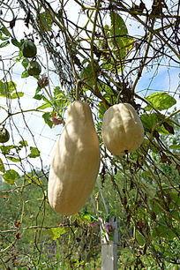 吃瓜蒲扇拍照图片大全,吃瓜蒲扇拍照瞬间，尽享清凉时光