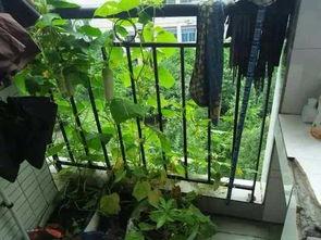 重庆科院吃瓜,一场吃瓜大戏的幕后揭秘