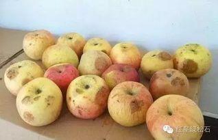 印度人吃葫芦瓜视频播放,葫芦瓜的独特风味引网友热议