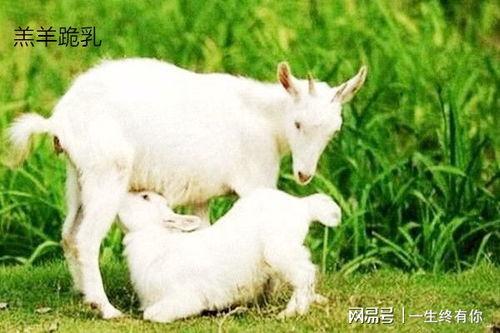 梦见小羊吃瓜,小羊吃瓜背后的寓意解析