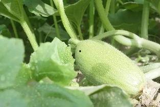 吃瓜变表白,一场意外的表白之旅