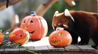 吃瓜围观的兔子,兔子视角下的吃瓜围观大揭秘