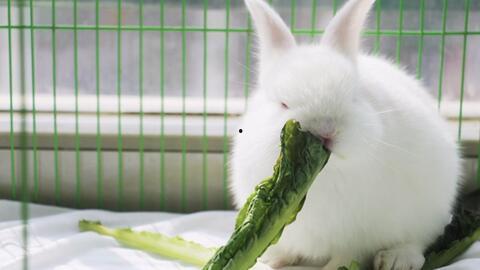 兔子会吃杨瓜,揭秘杨瓜在兔子饮食中的角色