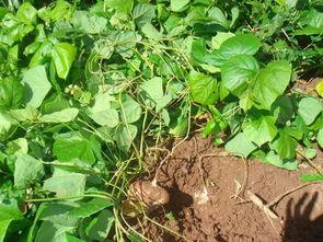 吃大土瓜 咯,探寻民间美食的独特魅力