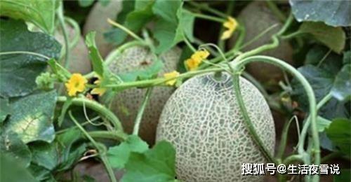 哈密瓜来月经可以吃吗,女性养生新选择