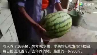 某网友专业吃瓜,专业吃瓜背后的故事与真相