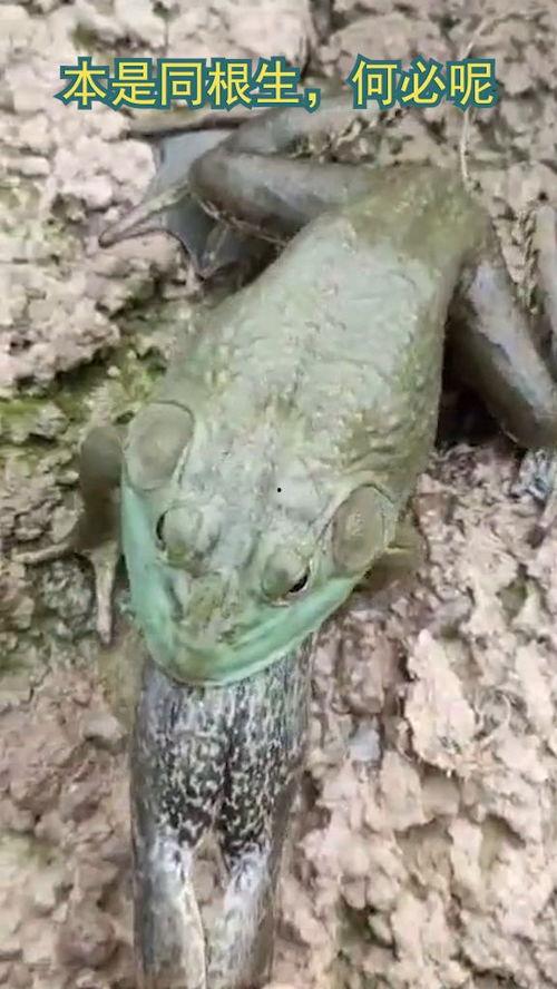 俩只青蛙在吃瓜,两只青蛙的瓜田奇遇记