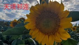 大漠警示吃瓜,揭秘吃瓜背后的风险与真相