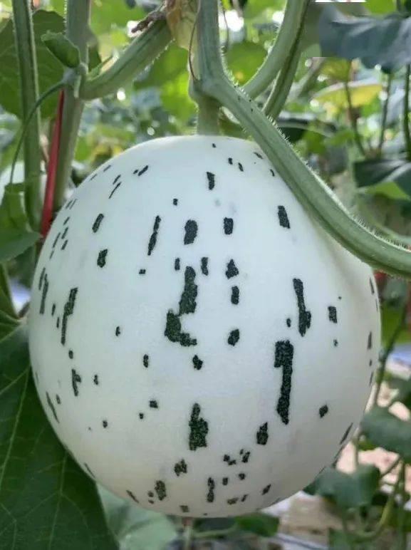 吃瓜没有花,揭秘“吃瓜无花”背后的趣味与哲理