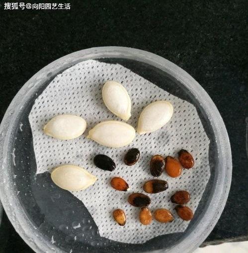 毛巾包头吃瓜,夏日休闲新风尚