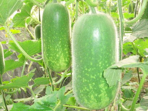 吃瓜情报处十万粉丝,吃瓜情报处独家揭秘