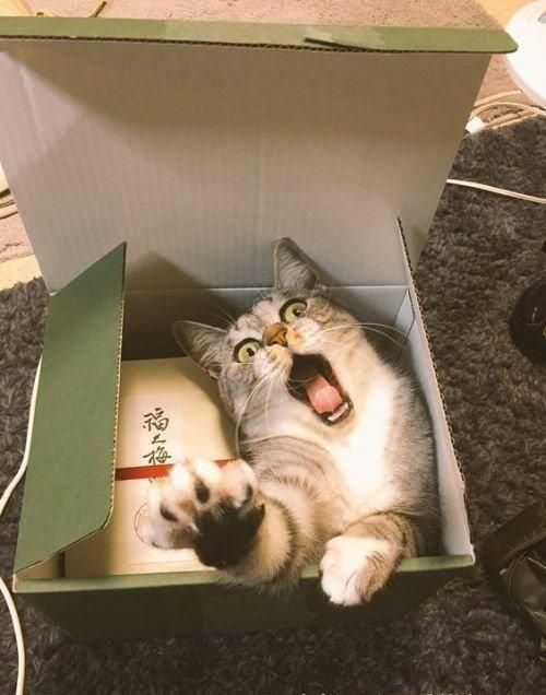 带你吃瓜之野生猫咪,野生猫咪的神秘生活