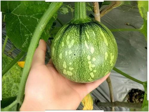 西西只吃瓜,一场只吃瓜的美食之旅