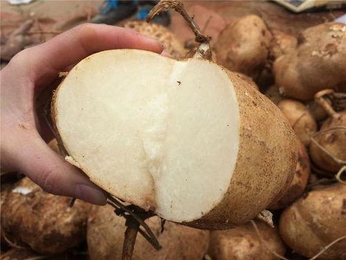 吃土瓜的时间,一场穿越时空的味蕾之旅