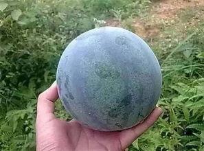 籽瓜与一起吃的,开启味蕾新体验