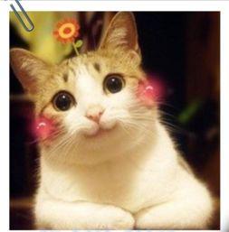 玄机喵算吃瓜,揭秘娱乐圈背后的秘密与八卦