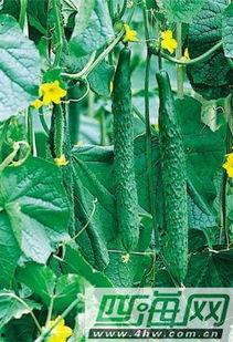 有哪些瓜叶可以吃,探寻可食用瓜叶的多样世界