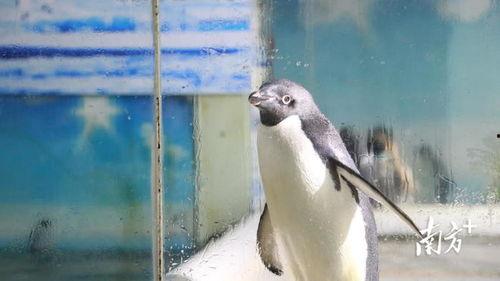 吹风扇吃瓜屏保,吹风扇吃瓜，畅享清凉一夏屏保生活