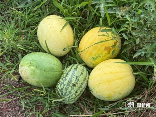 宇宙吃瓜局,揭秘星际八卦背后的宇宙奥秘