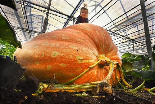 tt自行吃瓜,娱乐圈的“瓜田”风云再起