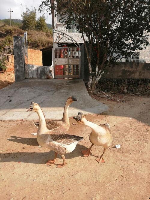 吃瓜鹅预览,吃瓜鹅带你探秘明星幕后故事