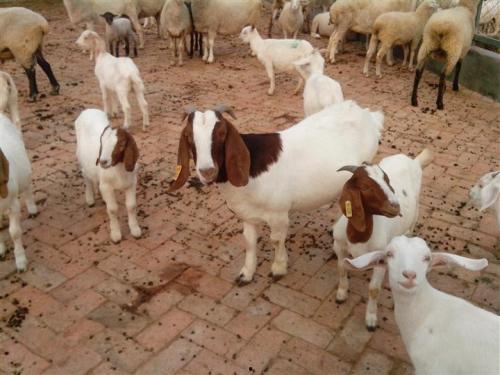 牛羊吃不吃方瓜,探究它们对方瓜的偏好与禁忌