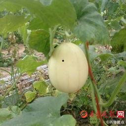 吃梨瓜烂舌头,揭秘吃梨瓜烂舌头背后的真相