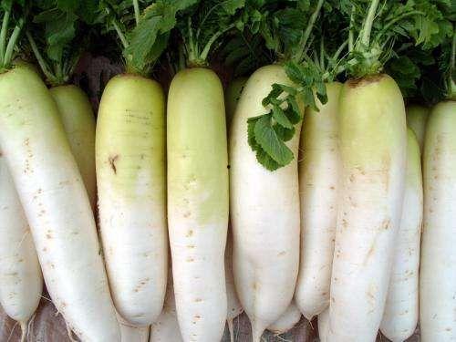 萝卜小瓜怎么吃