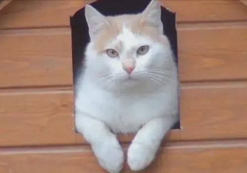 面瓜小猫可以吃吗,揭秘猫咪能否食用面瓜之谜